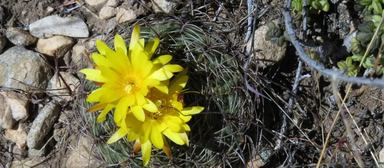 Matucana aureiflora