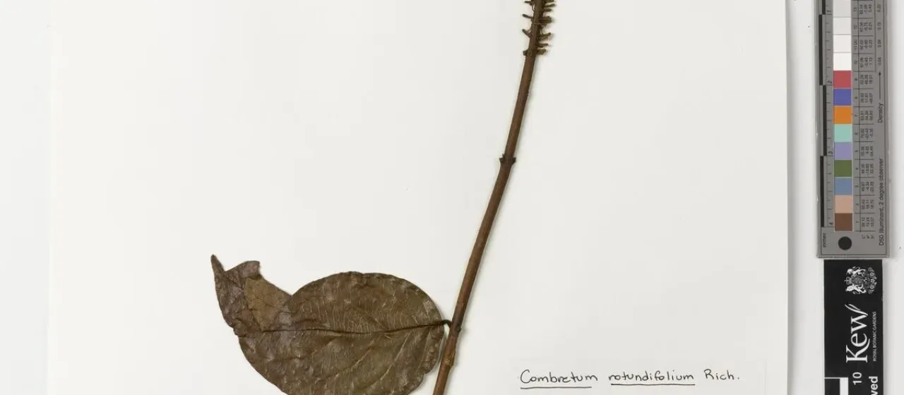 Combretum rotundifolium