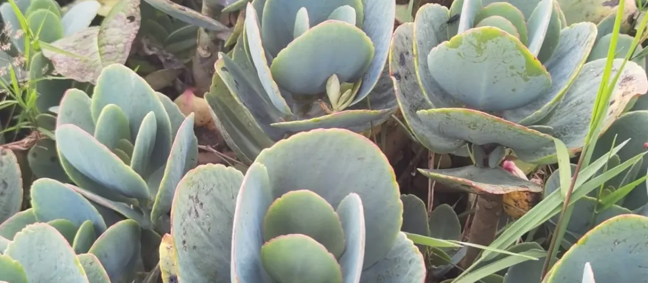 Kalanchoe grandiflora