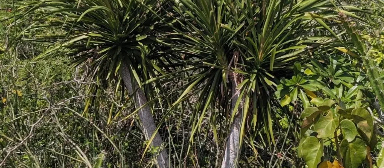 Beaucarnea pliabilis