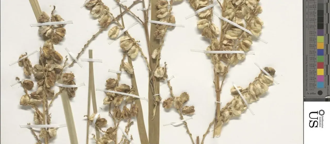 Beaucarnea stricta
