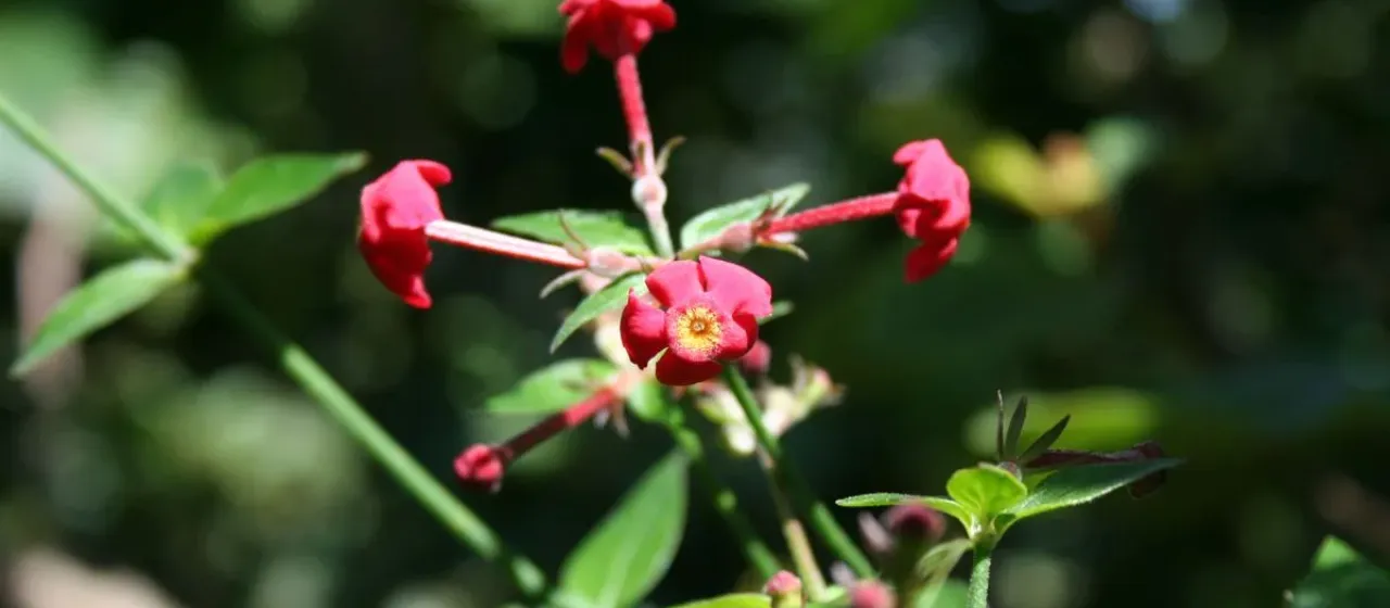 Rondeletia strigosa