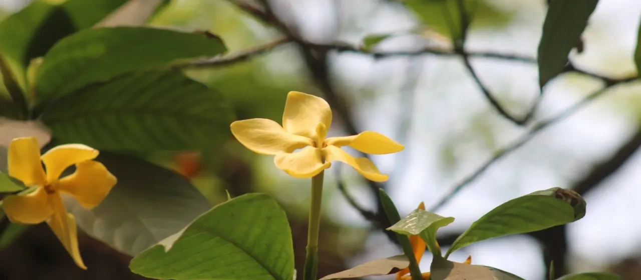 Gardenia coronaria