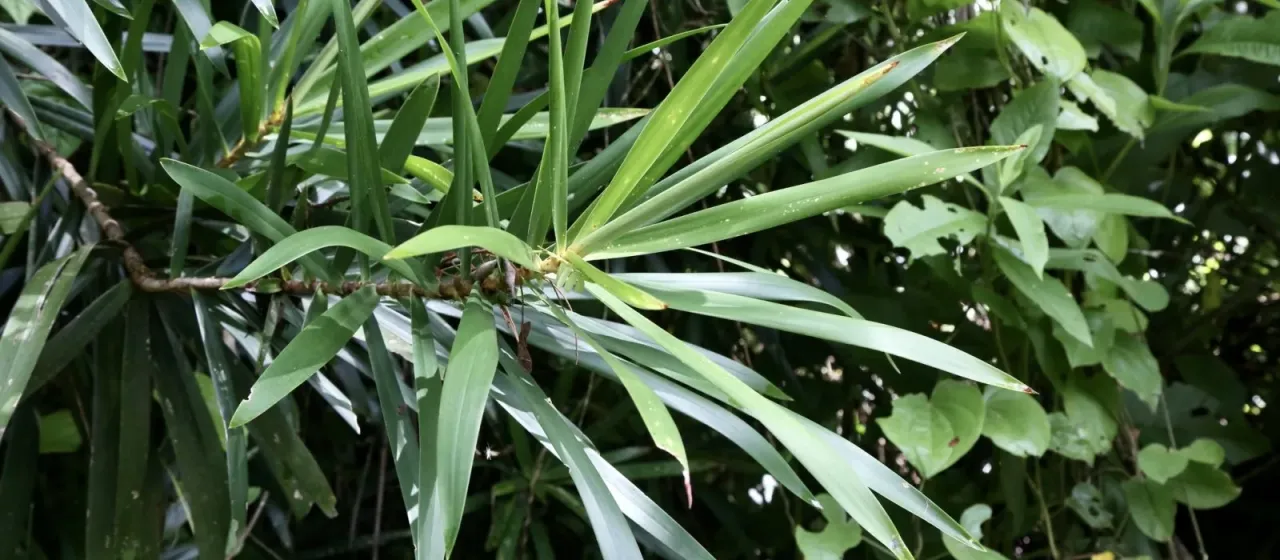 Dracaena usambarensis