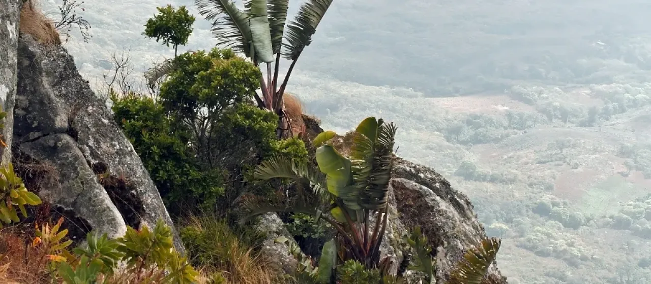 Стрелиция хвостатая