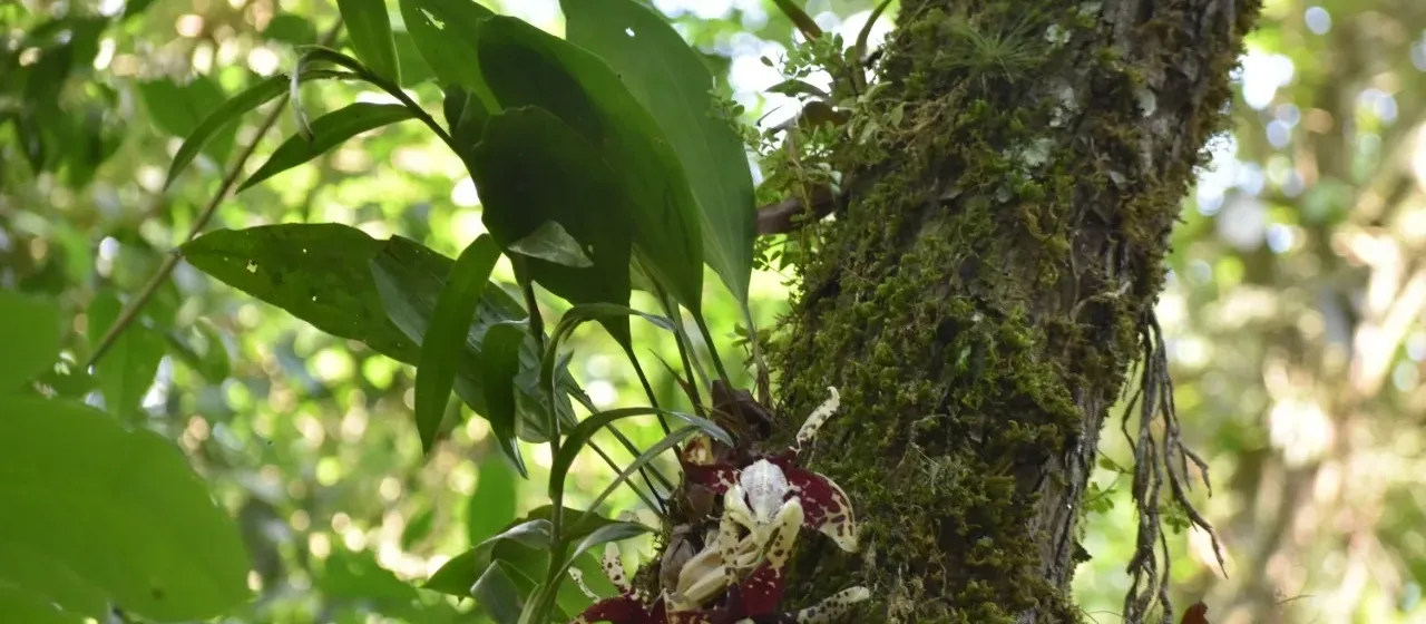 Stanhopea tigrina