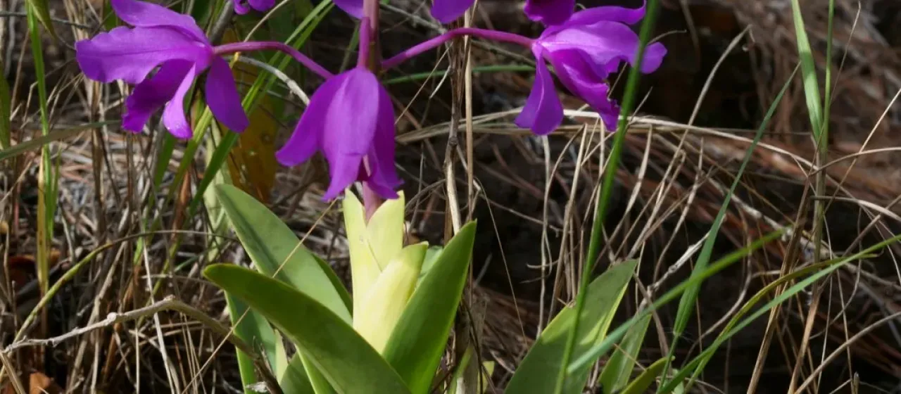 Guarianthe bowringiana