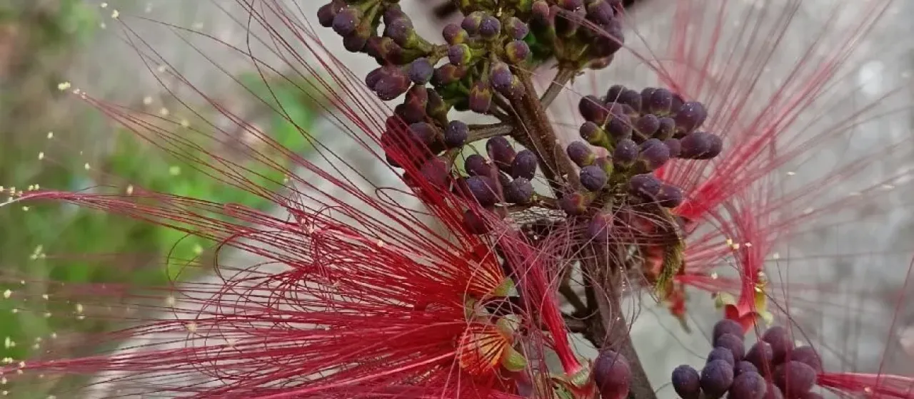 Calliandra houstoniana