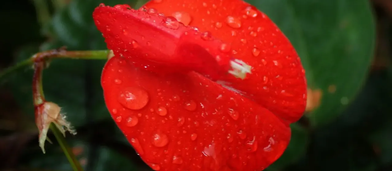 Periandra coccinea