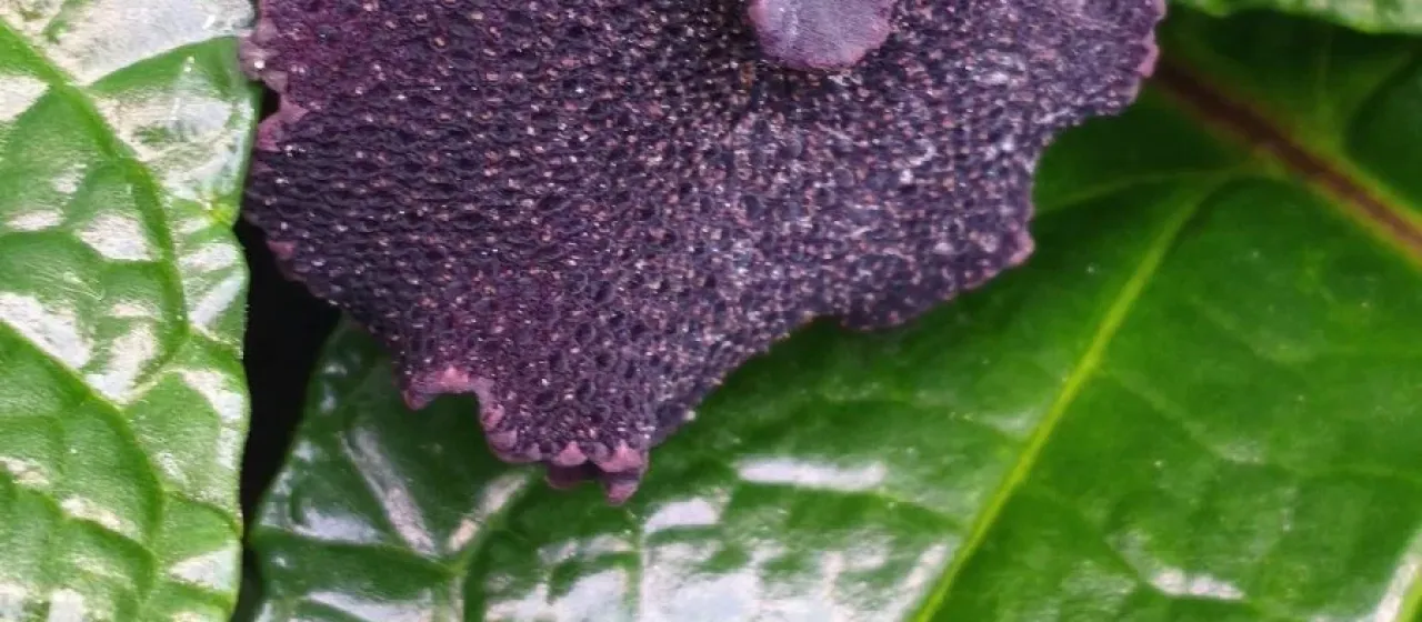 Dorstenia bahiensis