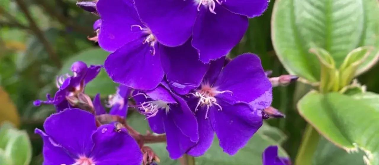 Pleroma heteromallum