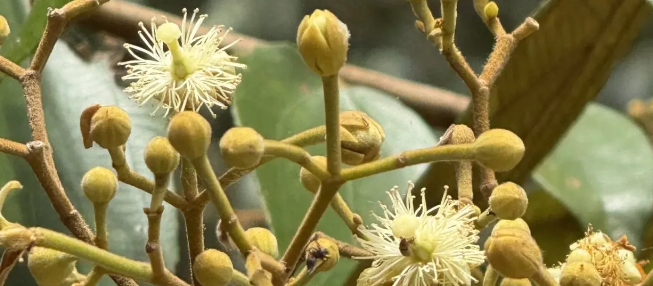 Luehea seemannii
