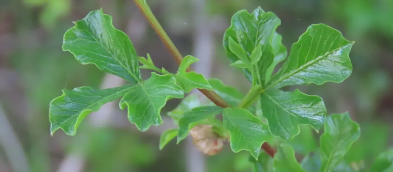 Searsia burchellii