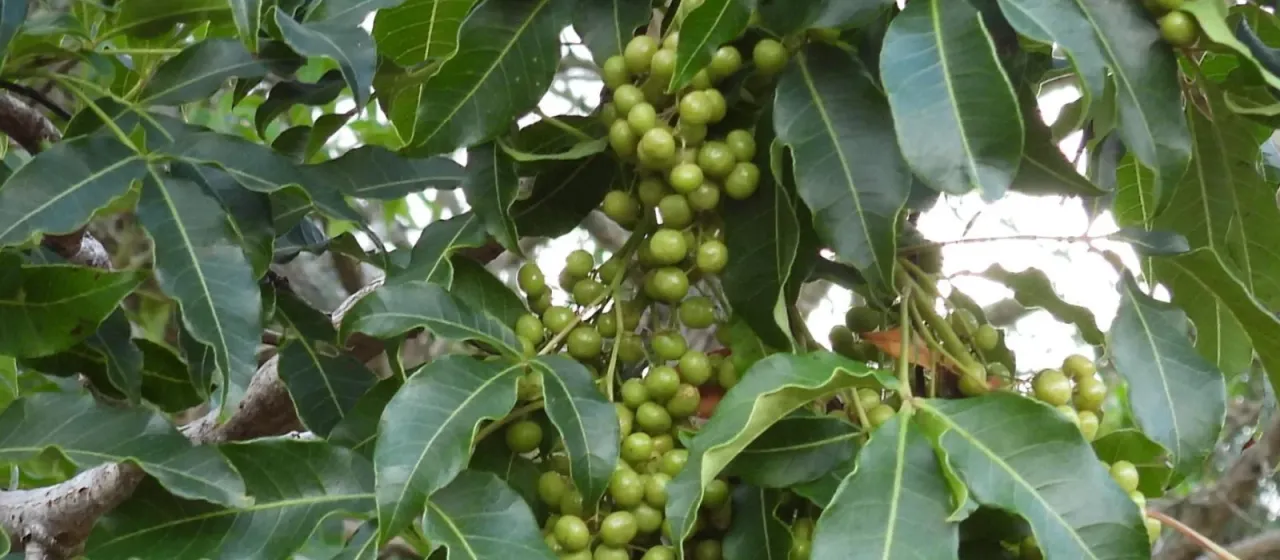 Searsia chirindensis