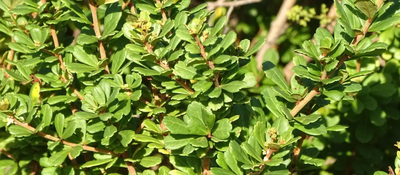 Dune currant