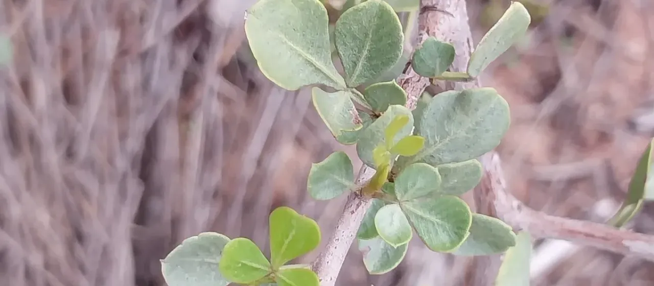 Blue Kuni-bush