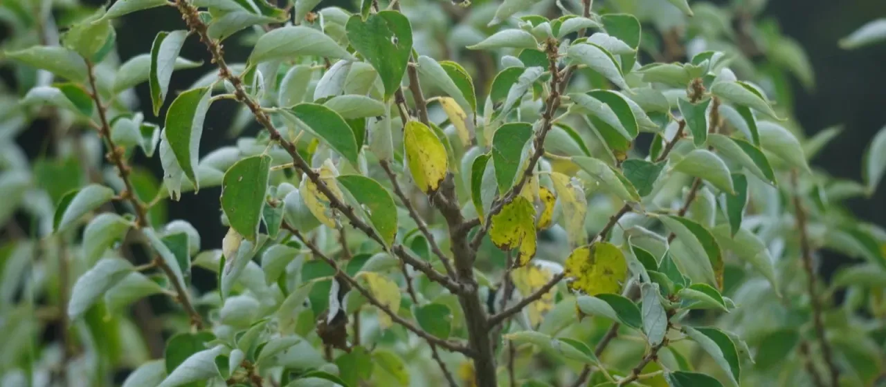 Pouzolzia mixta