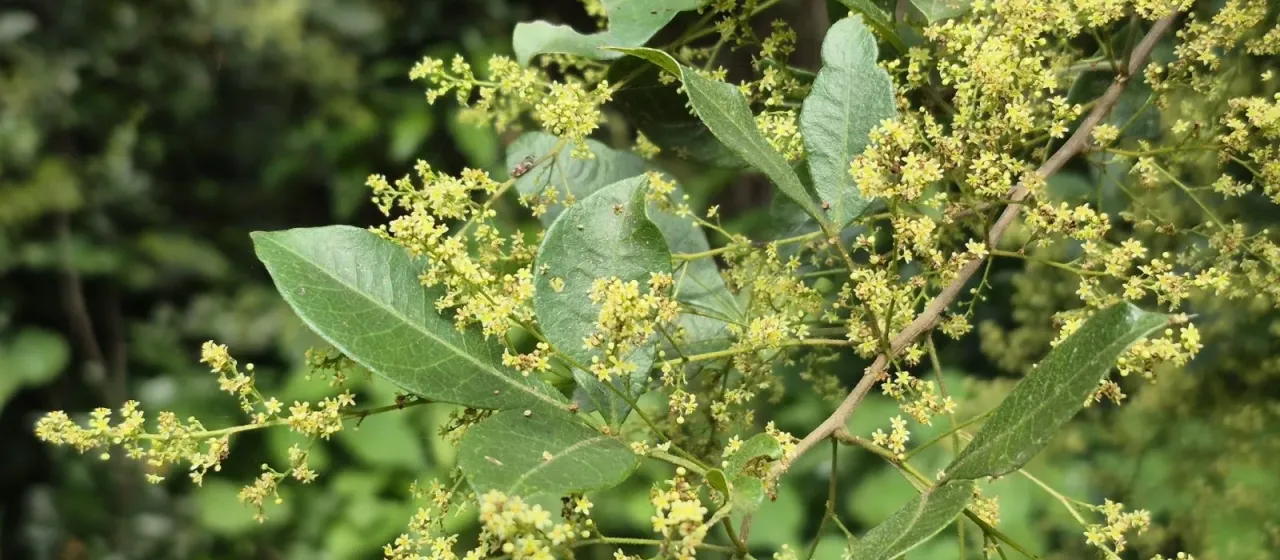 Searsia nebulosa