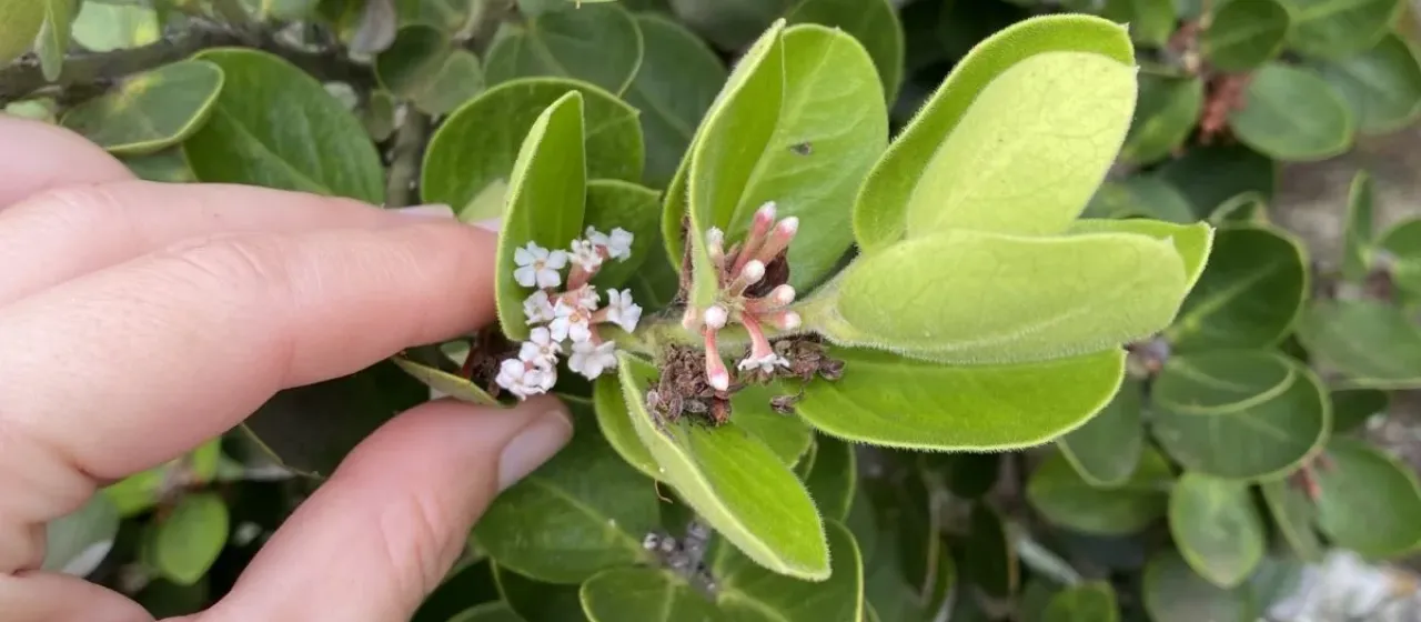 Acokanthera rotundata