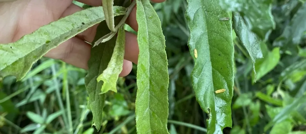 Brachylaena elliptica