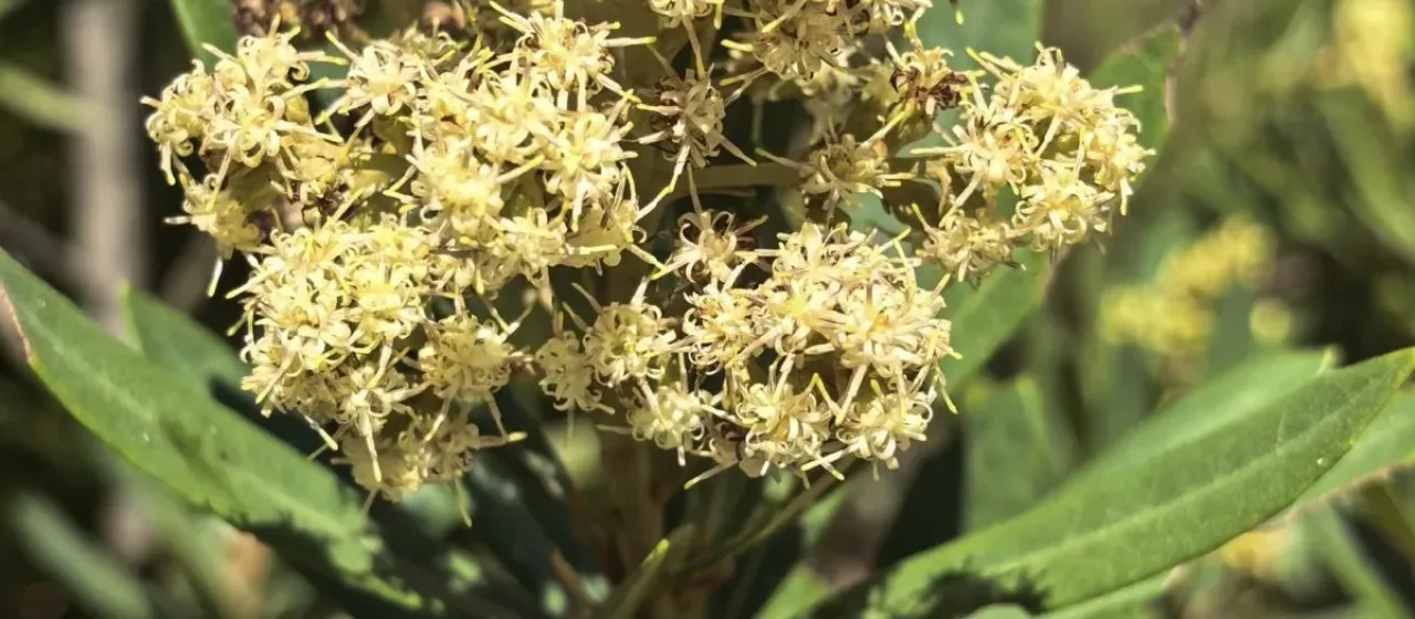 Water white alder