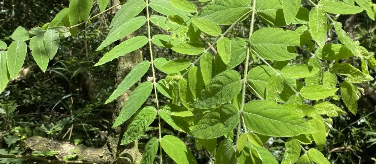 Englerodaphne pilosa