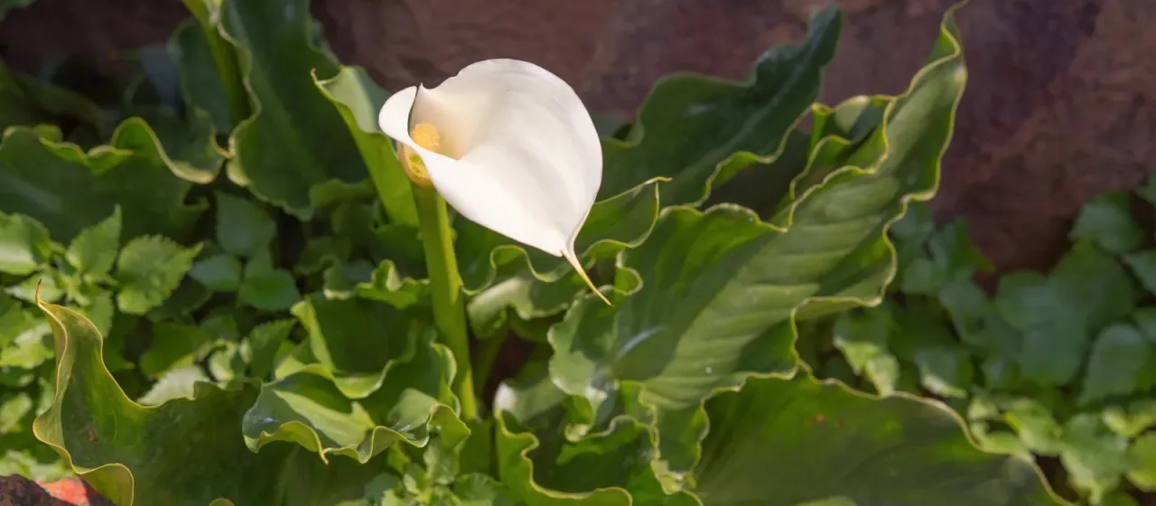 Zantedeschia odorata