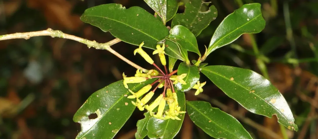 Peddiea africana