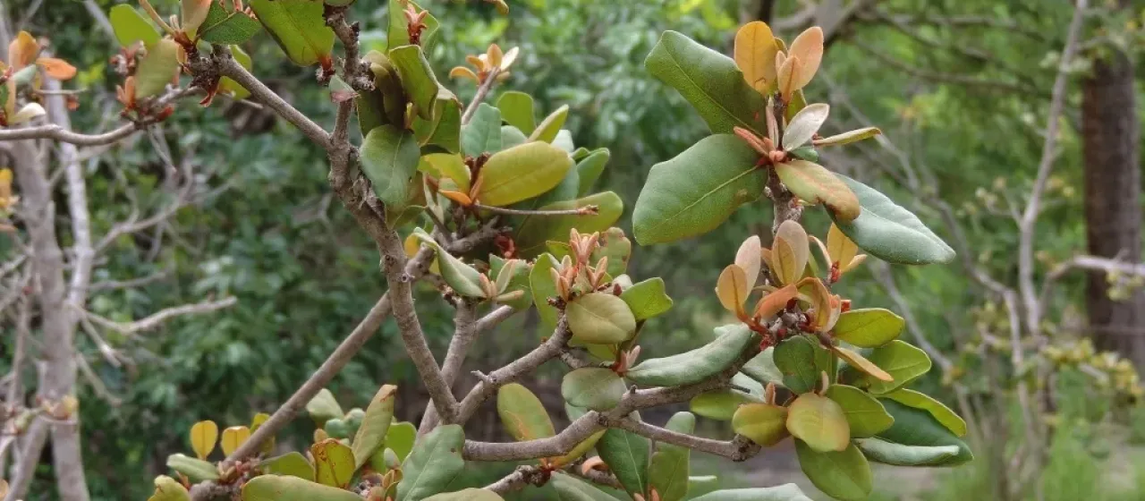 Vitellariopsis ferruginea