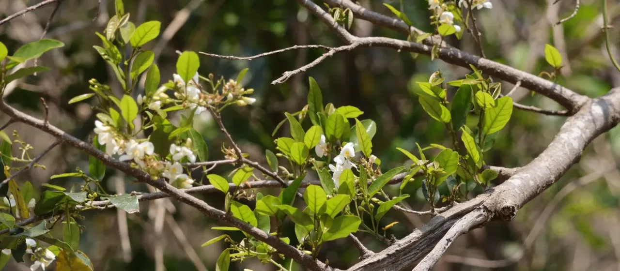 Baphia racemosa