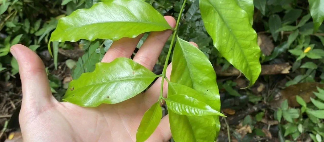 Tricalysia lanceolata