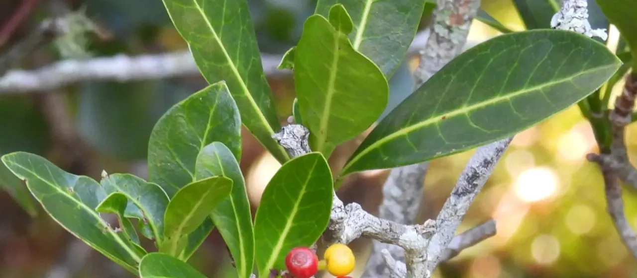 Psychotria capensis
