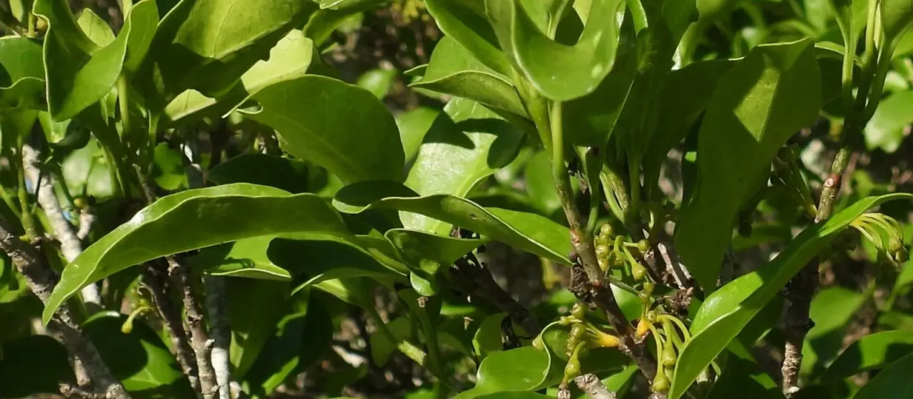 Common turkey-berry
