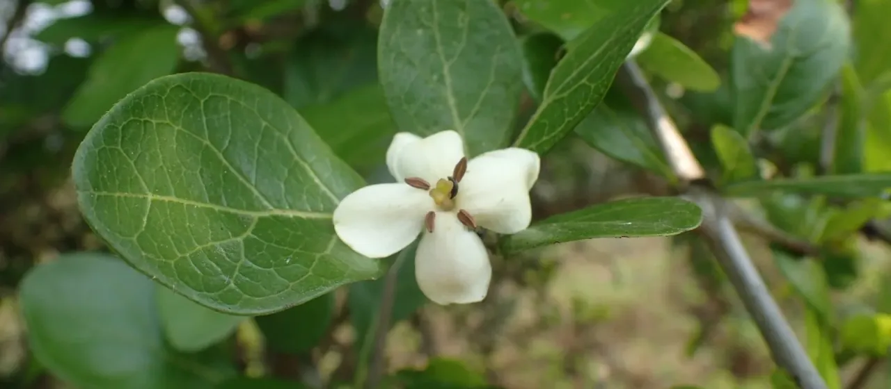 Catunaregam obovata