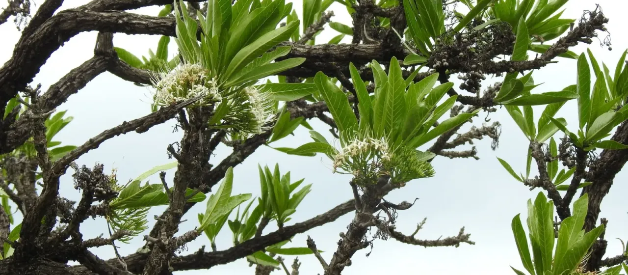 Pavetta edentula