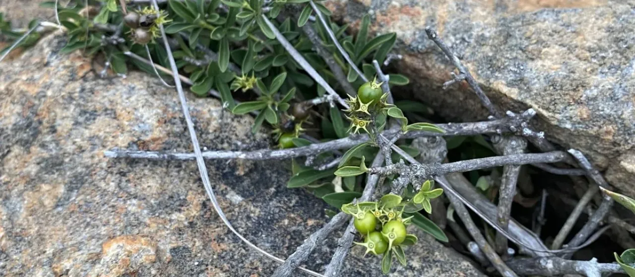 Pavetta gracilifolia