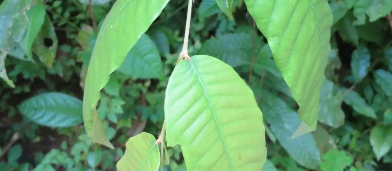 Parinari excelsa