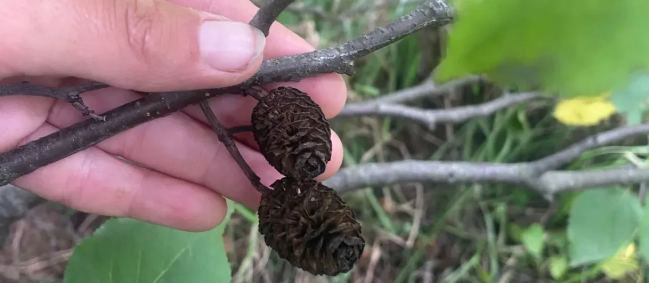 Italian alder