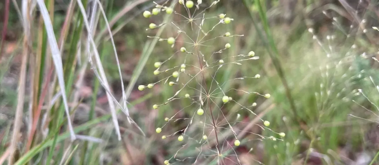 Sporobolus panicoides