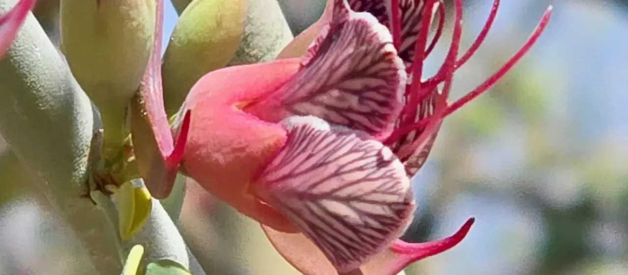 Adenolobus garipensis