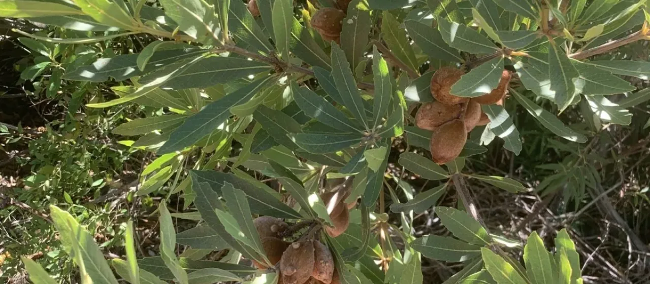 African wild almond