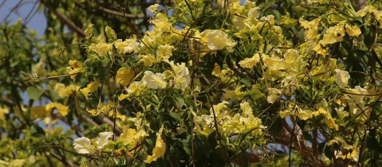 Crateva kirkii
