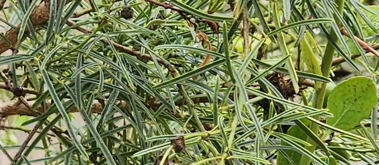 Maerua rosmarinoides
