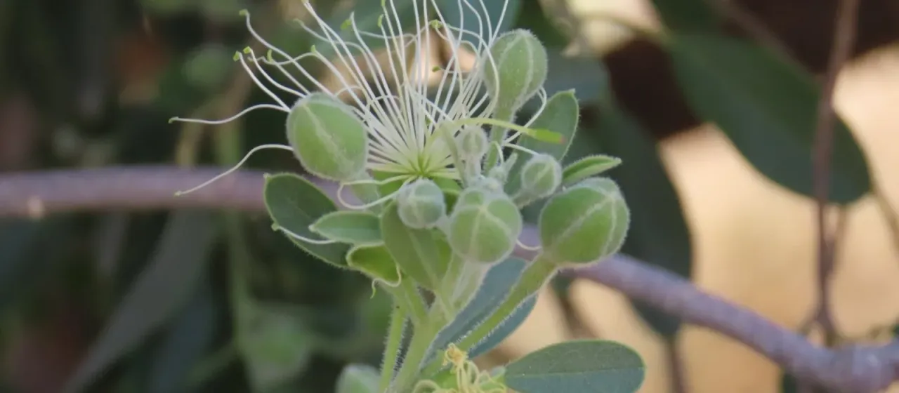 Maerua schinzii