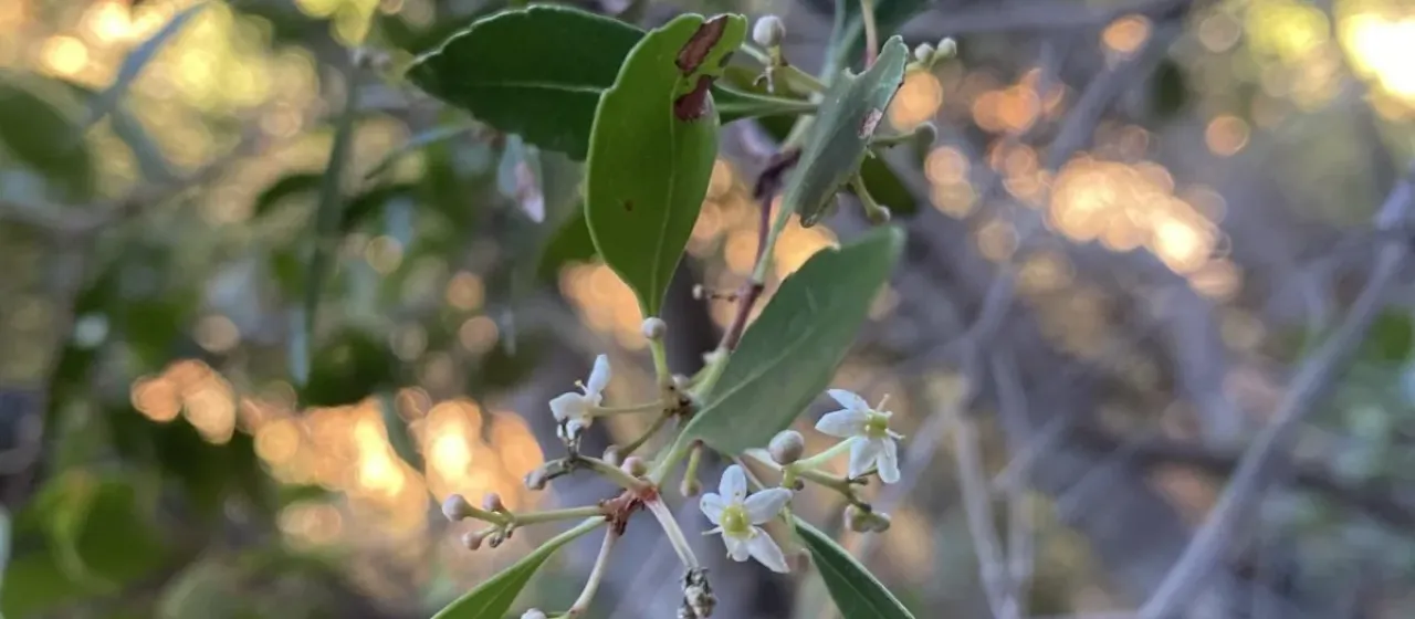 Elaeodendron schinoides