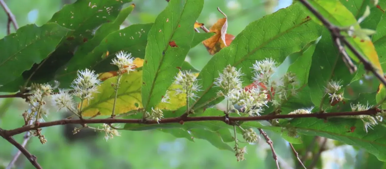 Combretum elaeagnoides