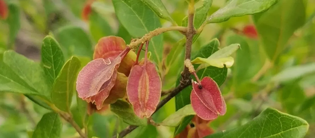 Forest bushwillow