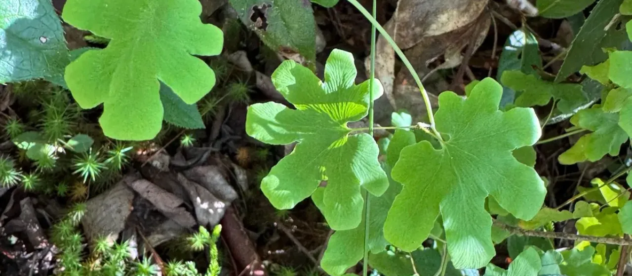 American climbing fern