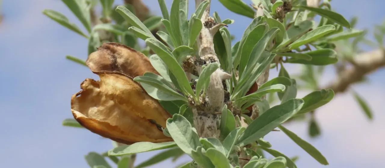 Sesamothamnus guerichii