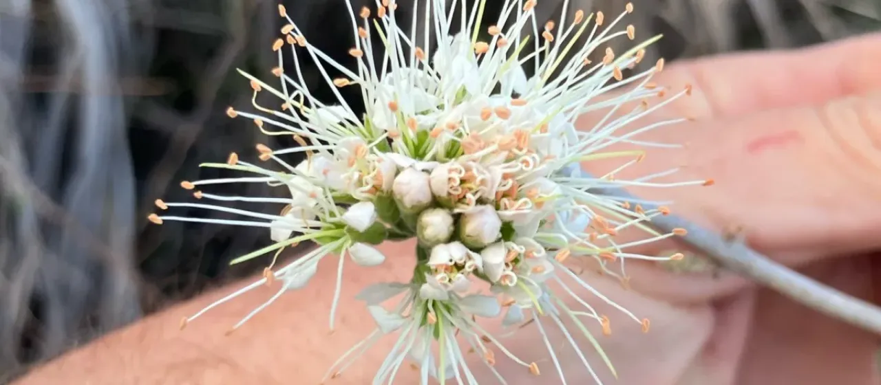 Combretum mossambicense
